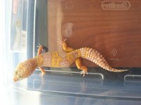 IMG_1378[1].jpg