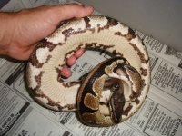 Big Snake Building Inventory 009.JPG