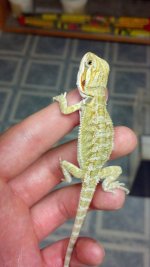 citrus hypo.jpg