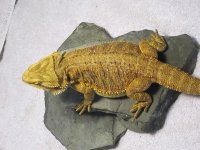 IMG_0361.JPG