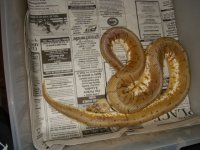 Big Snake Building Inventory 025.JPG