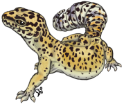 Marlowgecko copy.png