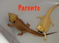 Parents.jpg