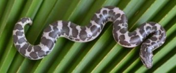 ANERY SAND BOA.JPG