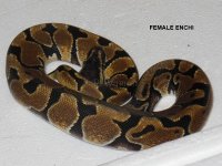 Enchi2.jpg