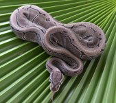 AXANTHIC PIN.jpg