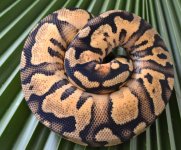 PASTEL YB HET PIED 2.jpg
