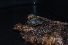 DSC_0005.jpg