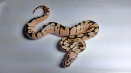 IMAG3829[1].jpg