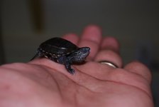 DSC_0013.jpg