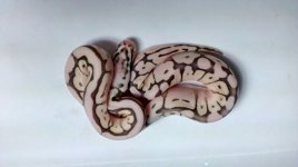 IMAG3830[1].jpg