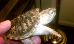 Leucistic snapper.jpg