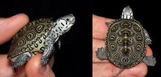 turt 2.jpg
