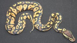 Pastel Yellowbelly Male #2 010.jpg