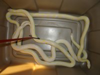 DSC01001.jpg