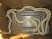 DSC01002.jpg