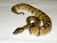 female enchi het albino (1).jpg