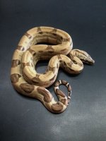 Ghost Het Moonglow female.JPG