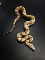 Ghost Het Moonglow male.JPG