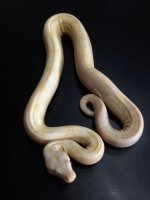 Moonglow F.JPG