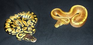 Spinne and Pastel Females.jpg