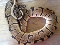 woma.JPG
