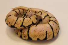 male bee1.2.jpg