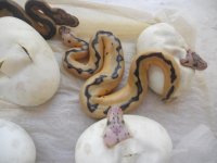 Pastel Clown female 001.jpg