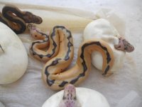 Pastel Clown female 003.jpg