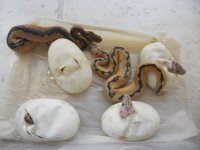 Pastel Clown female 002.jpg