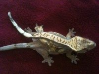 IMG_1695.jpg