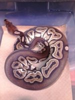 black back cinny.jpg