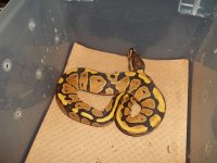 holdbacks 003.jpg