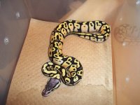 holdbacks 004.jpg