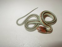 California red sided, 4 het hypo CB 2008.JPG