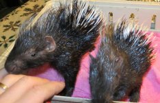 Baby Porcupines 2-12-13 #2.jpg