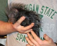 Baby Porcupines 2-14-13 #4.jpg