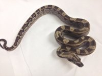 Motley het anery m2.jpg