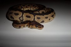snakes 020.jpg