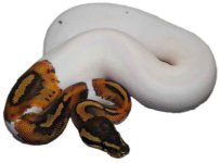 Pied.jpg
