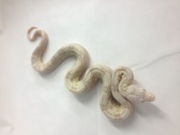snow male (2).jpg