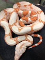 pastel sunglow phmg f.JPG