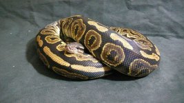 female_blackpastel_bp.jpg