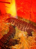 gravid tegu.jpg