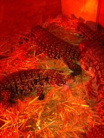 tegus april 2013 breeding.jpg