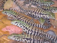 fatter tegu babes 004.JPG