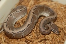 Axanthic Pinstripe Ball Python  250f.jpg