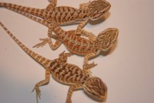 dragonlot972010.jpg