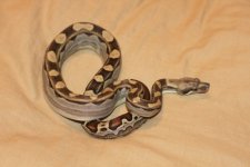 08 male motley 66% het kahl.JPG