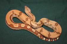 M.STRIPED.1.jpg